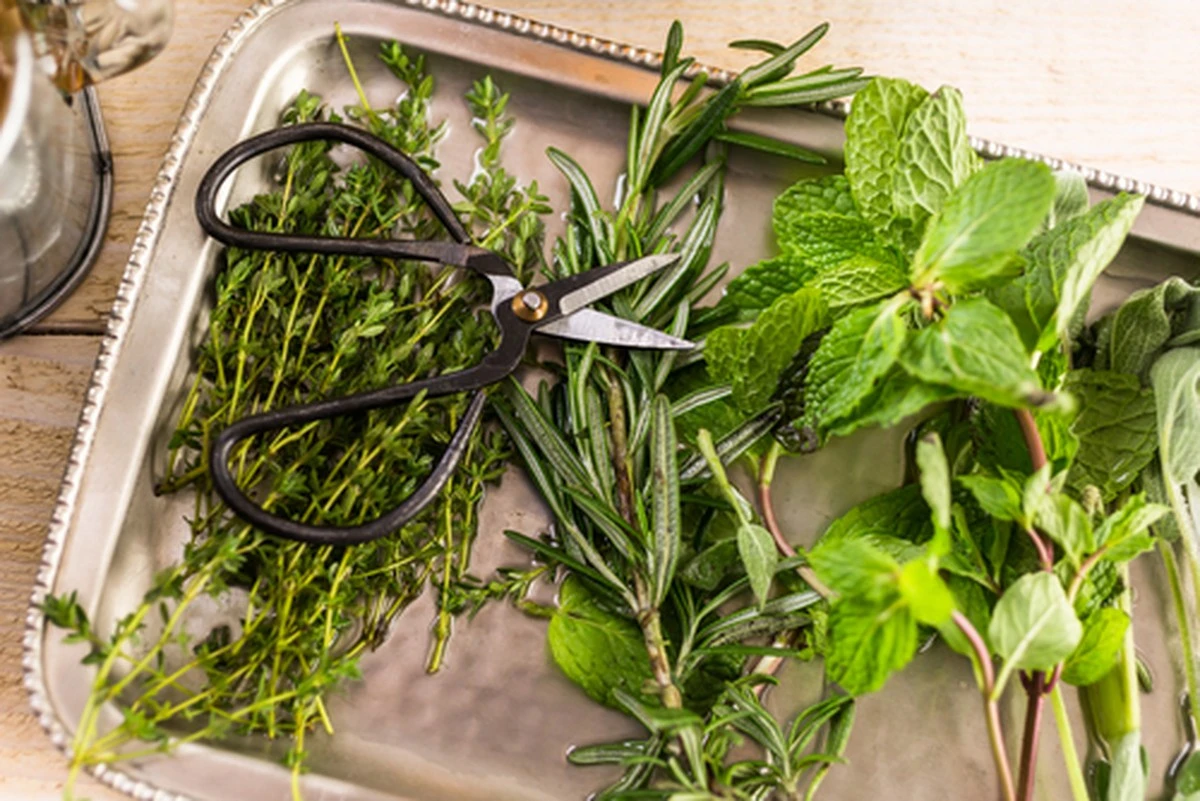 Proč zkušení bylinkáři vždy přikrývají hrnek s mateřídouškou