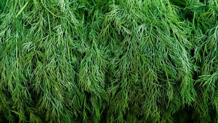 Proč zkušení bylinkáři dávají po jídle lžičku koprových semínek