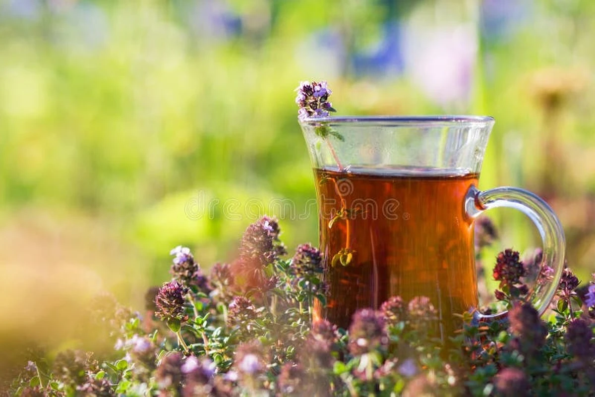 Proč zkušení bylinkáři vždy přikrývají hrnek s mateřídouškou - image 1