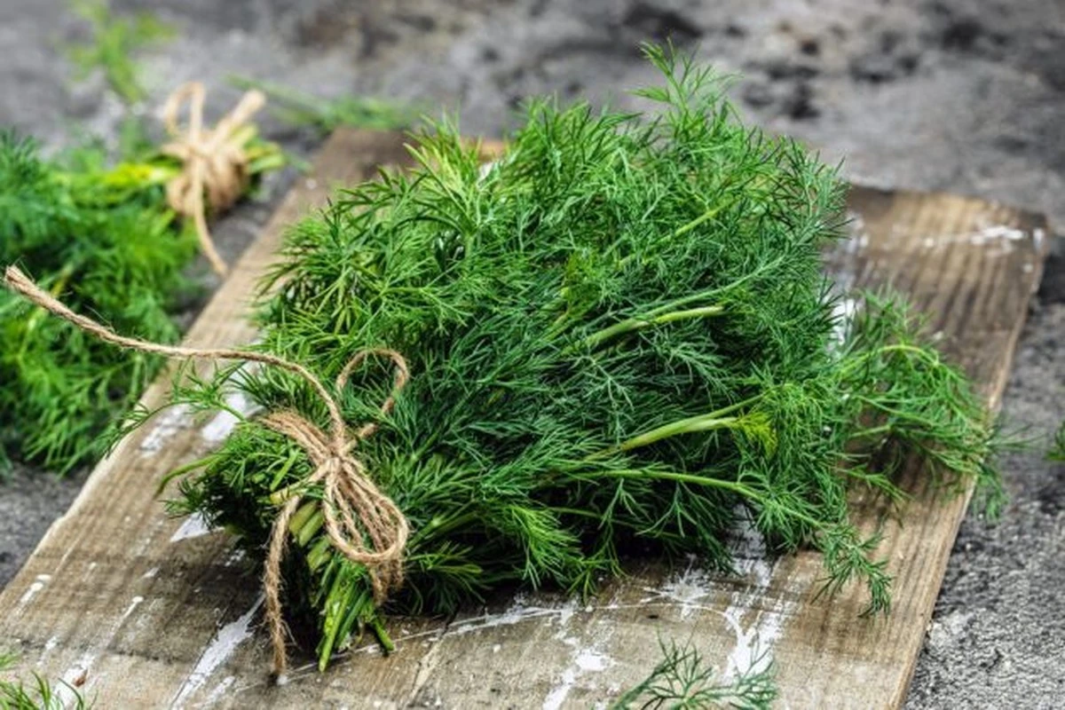 Proč zkušení bylinkáři dávají po jídle lžičku koprových semínek - image 1