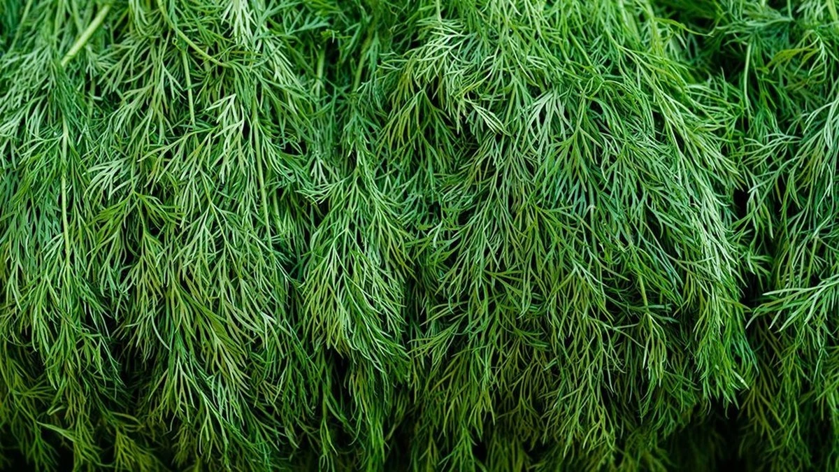 Proč zkušení bylinkáři dávají po jídle lžičku koprových semínek