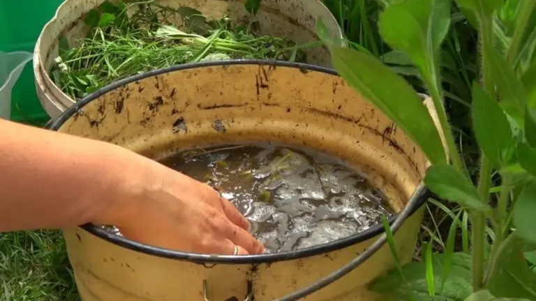 Proč zkušení čeští zahrádkáři házejí vytrhaný plevel do kbelíku s vodou