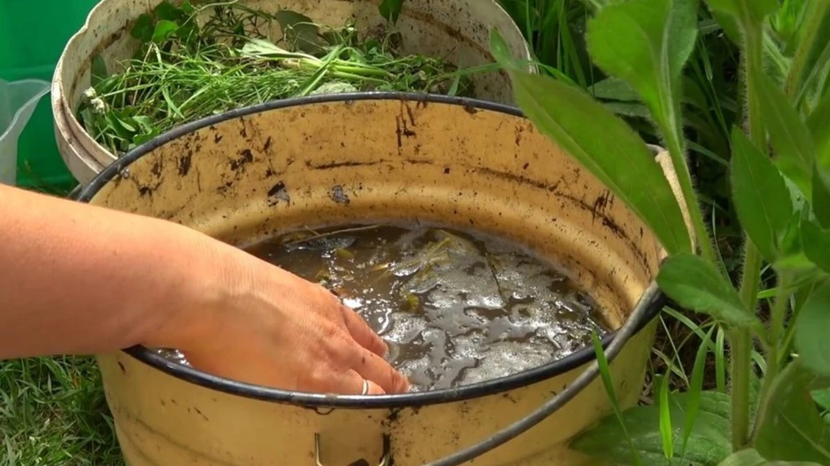 Proč zkušení čeští zahrádkáři házejí vytrhaný plevel do kbelíku s vodou