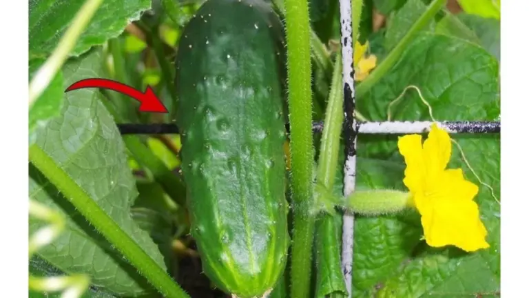 Proč zkušení čeští zahrádkáři hledají na pytlíku s okurkami tento číselný kód