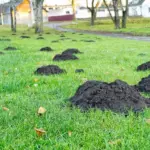 Proč zkušení čeští zahrádkáři na jaře nařezávají trávník do tvaru písmene X