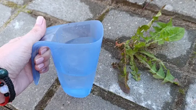 Proč zkušení chalupáři sypou sůl do octa, než jdou čistit spáry v chodníku