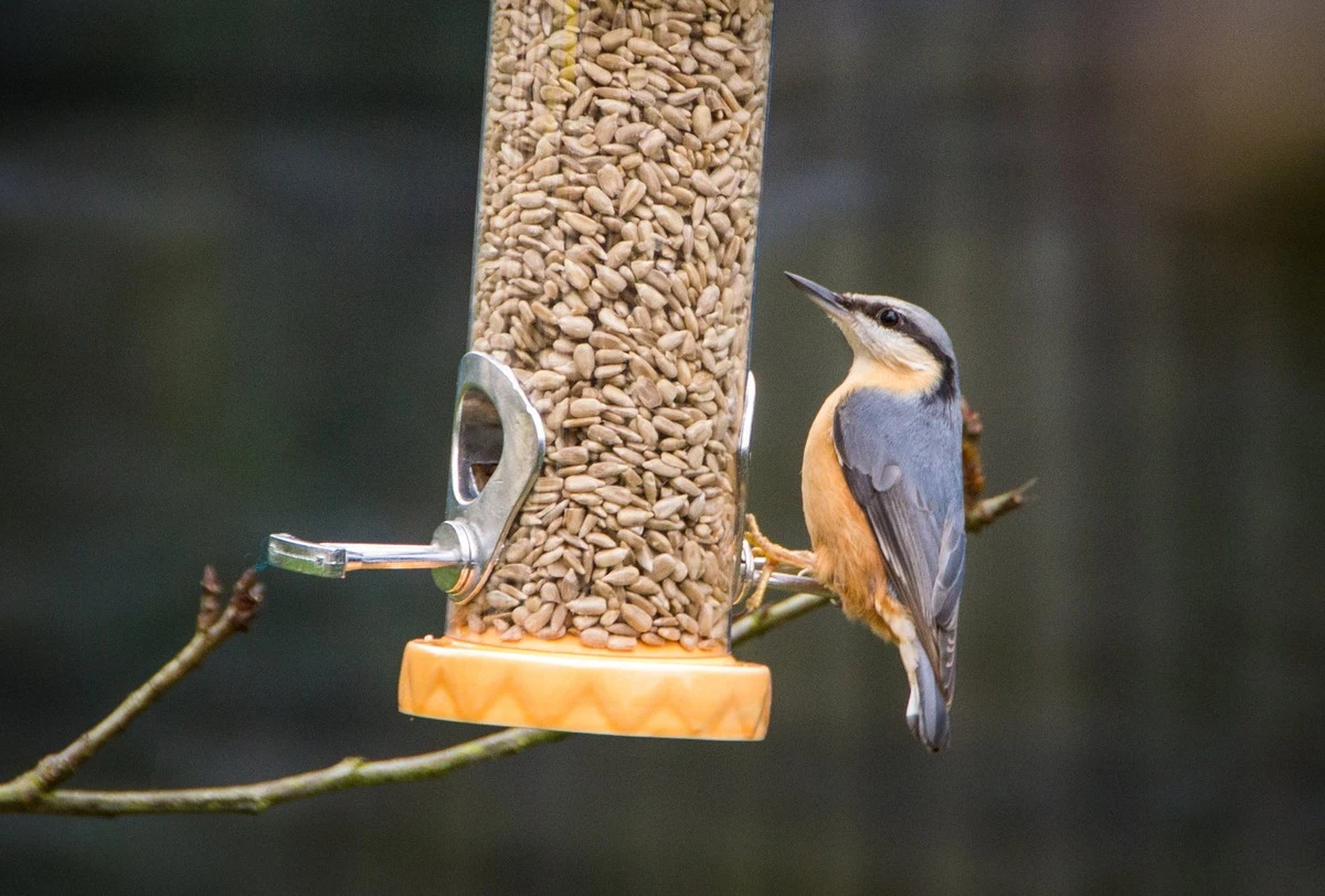 Proč zkušení chovatelé nikdy nedávají ptákům zbytky pečiva - image 1