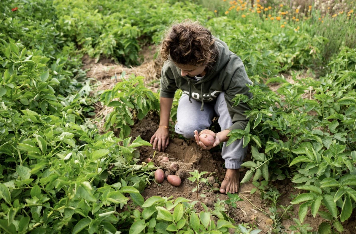 Proč zkušení hospodáři sázejí do každého třetího řádku brambor fazoli - image 1