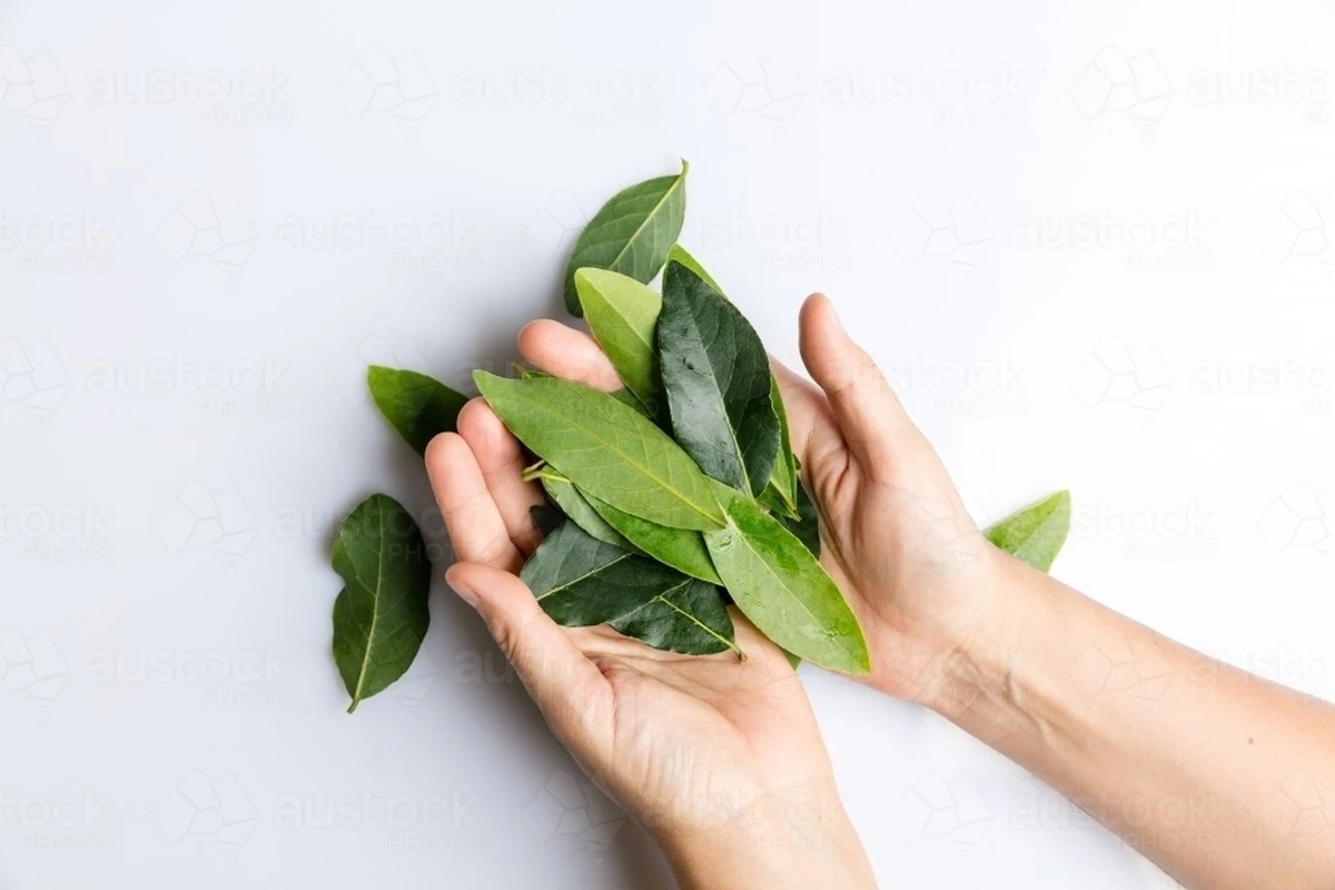 Proč zkušení kuchaři přidávají bobkový list do jídla, ale lékaři ho nedoporučují žvýkat - image 1