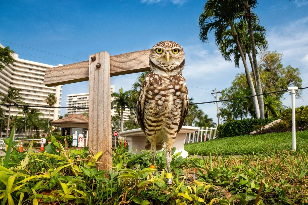 Proč zkušení majitelé pozemků vítají na zahradě sýčka, který vypadá, že jen zírá do prázdna - image 1