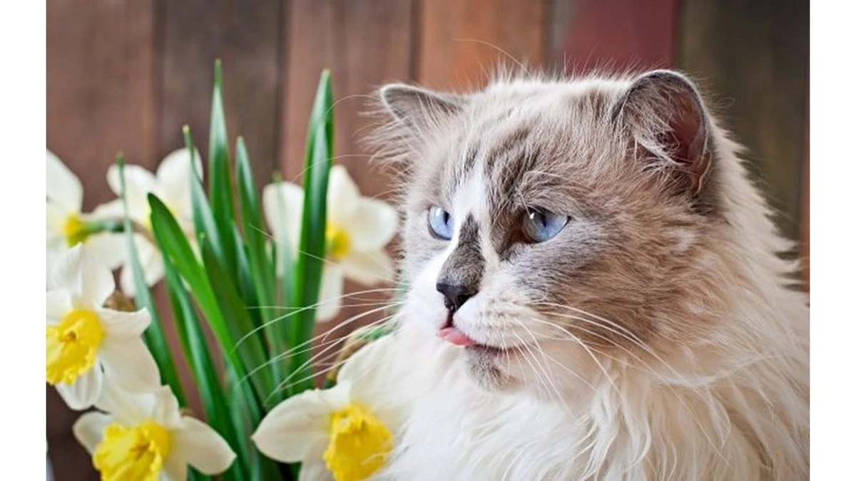 Proč zkušení pejskaři nikdy nedávají narcisy do vázy na stole