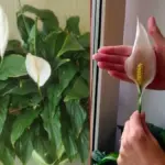 Proč zkušení pěstitelé sypou lžičku skořice do květináče s lopatkovcem