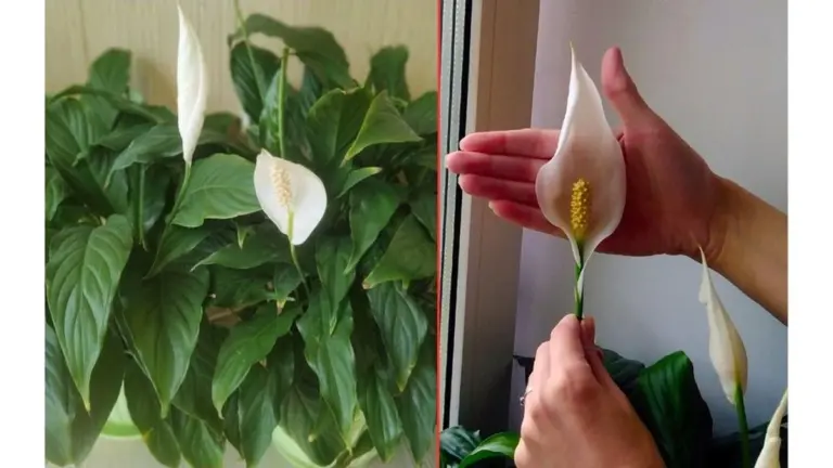 Proč zkušení pěstitelé sypou lžičku skořice do květináče s lopatkovcem