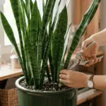 Proč zkušení pěstitelé stříhají tchýnin jazyk jen jednou za rok