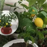 Proč zkušení pěstitelé dávají jednu granuli pod hlínu citrusů