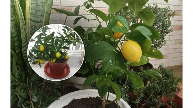 Proč zkušení pěstitelé dávají jednu granuli pod hlínu citrusů