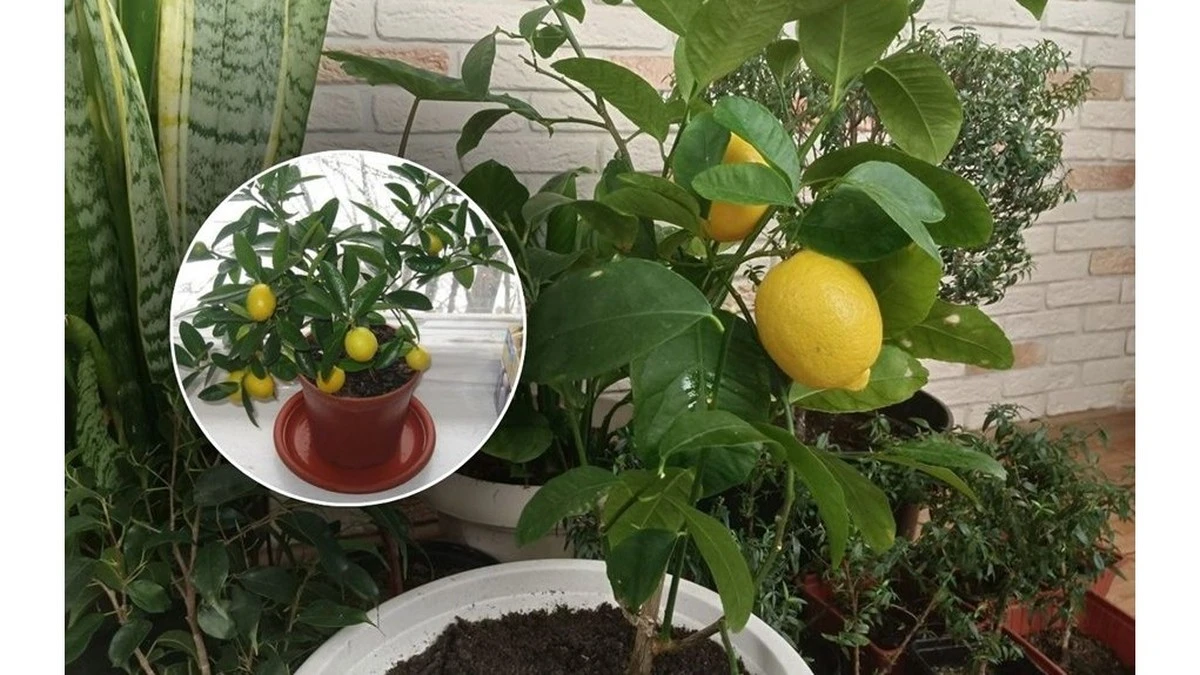 Proč zkušení pěstitelé dávají jednu granuli pod hlínu citrusů