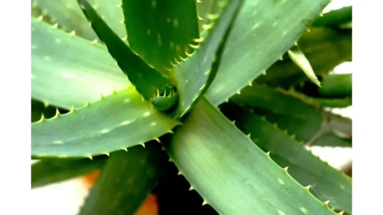 Proč zkušení pěstitelé vkládají tabletu aspirinu pod kořeny aloe vera