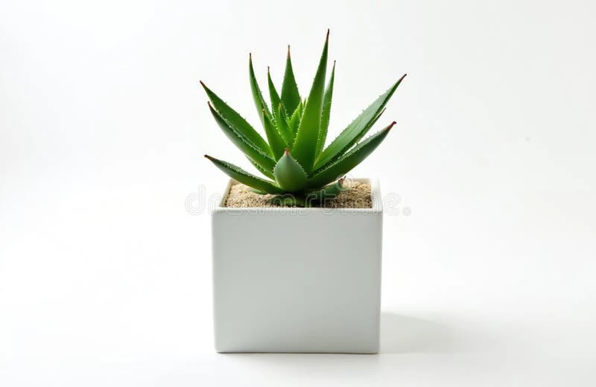 Proč zkušení pěstitelé sypou k aloe vera písek - image 1