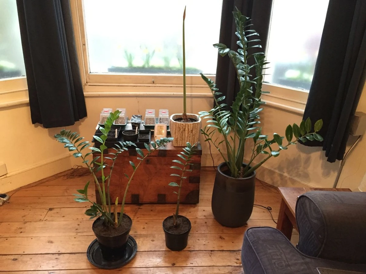 Proč zkušení pěstitelé sypou krevní moučku k zamiokulkasu: Výsledek po měsíci - image 1