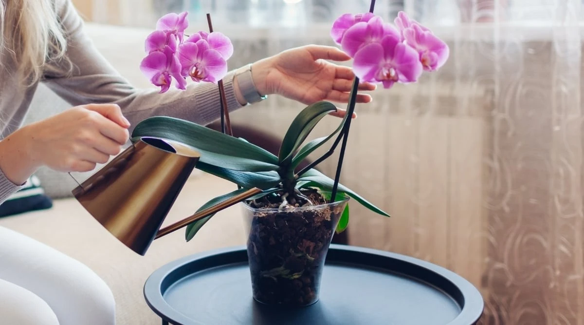 Proč zkušení pěstitelé orchidejí dávají květináč do vodní lázně - image 1