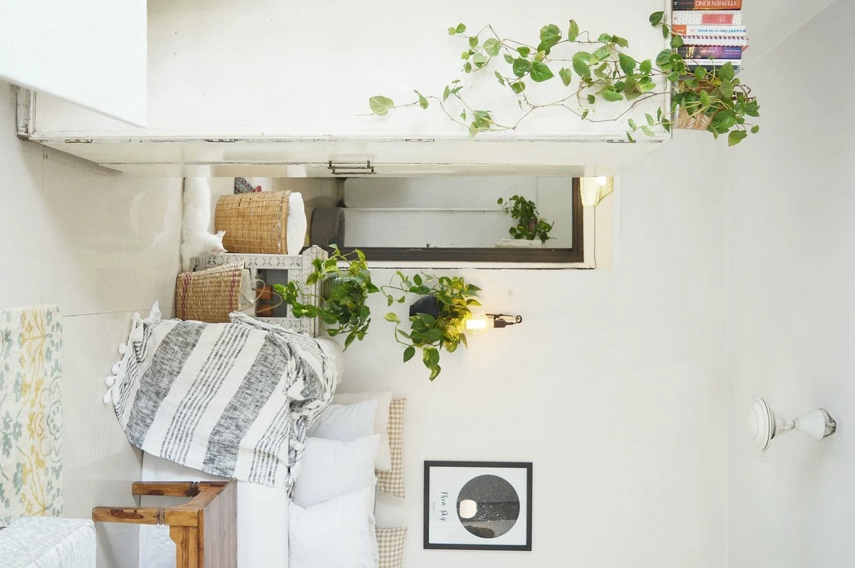 Proč zkušení pěstitelé umísťují šplhavnici na vysoké skříně v ložnici - image 1