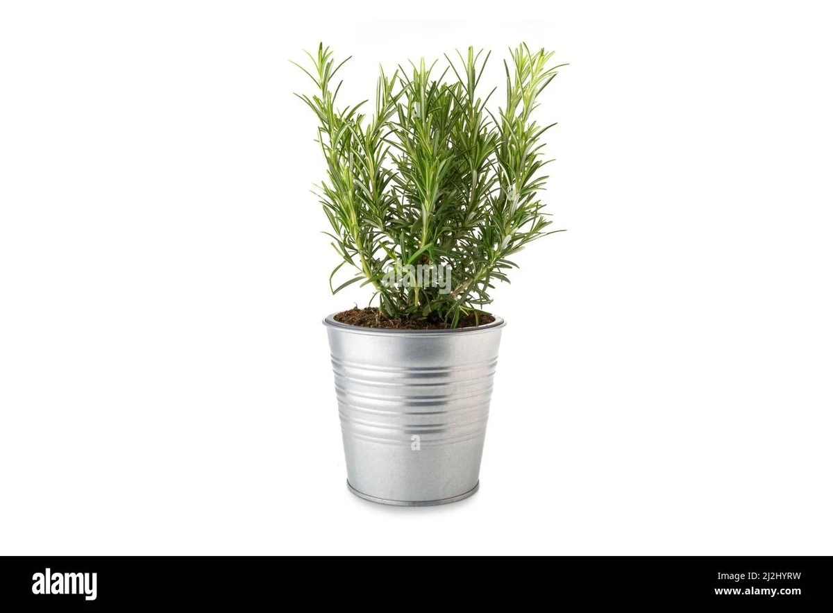 Proč zkušení pěstitelé zapichují snítku rozmarýnu do květináče k tchýnině jazyku - image 1