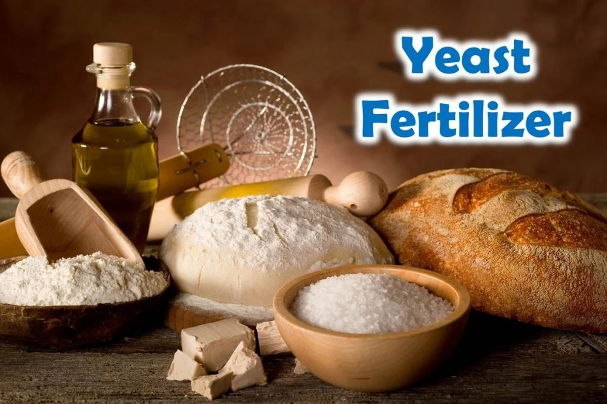 Proč zkušení pěstitelé sypou špetku droždí do květináčů - image 1