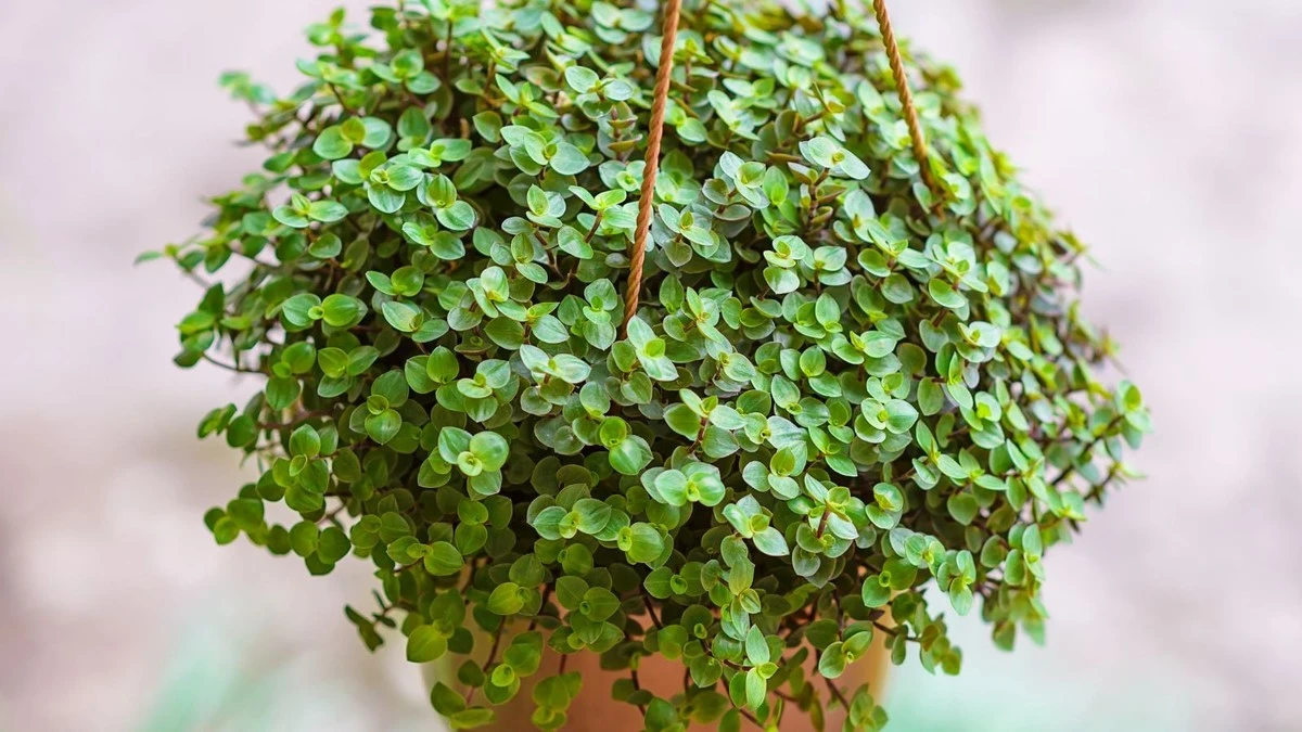 Proč zkušení pěstitelé dávají kalisii na okenní parapet místo misky s mincemi - image 1