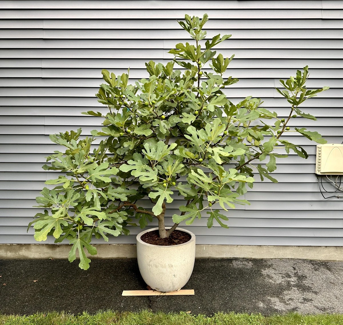 Proč zkušení pěstitelé dávají na dno květináče houbu a jak na balkoně sklidit košíky sladkých fíků - image 1