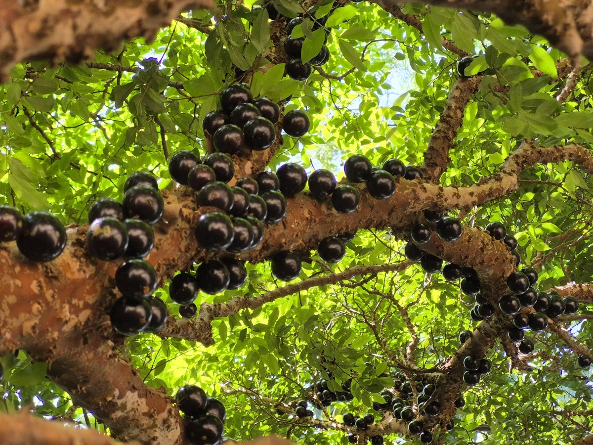 Proč zkušení pěstitelé dávají ke kmeni tohoto stromu misku s vodou - image 1
