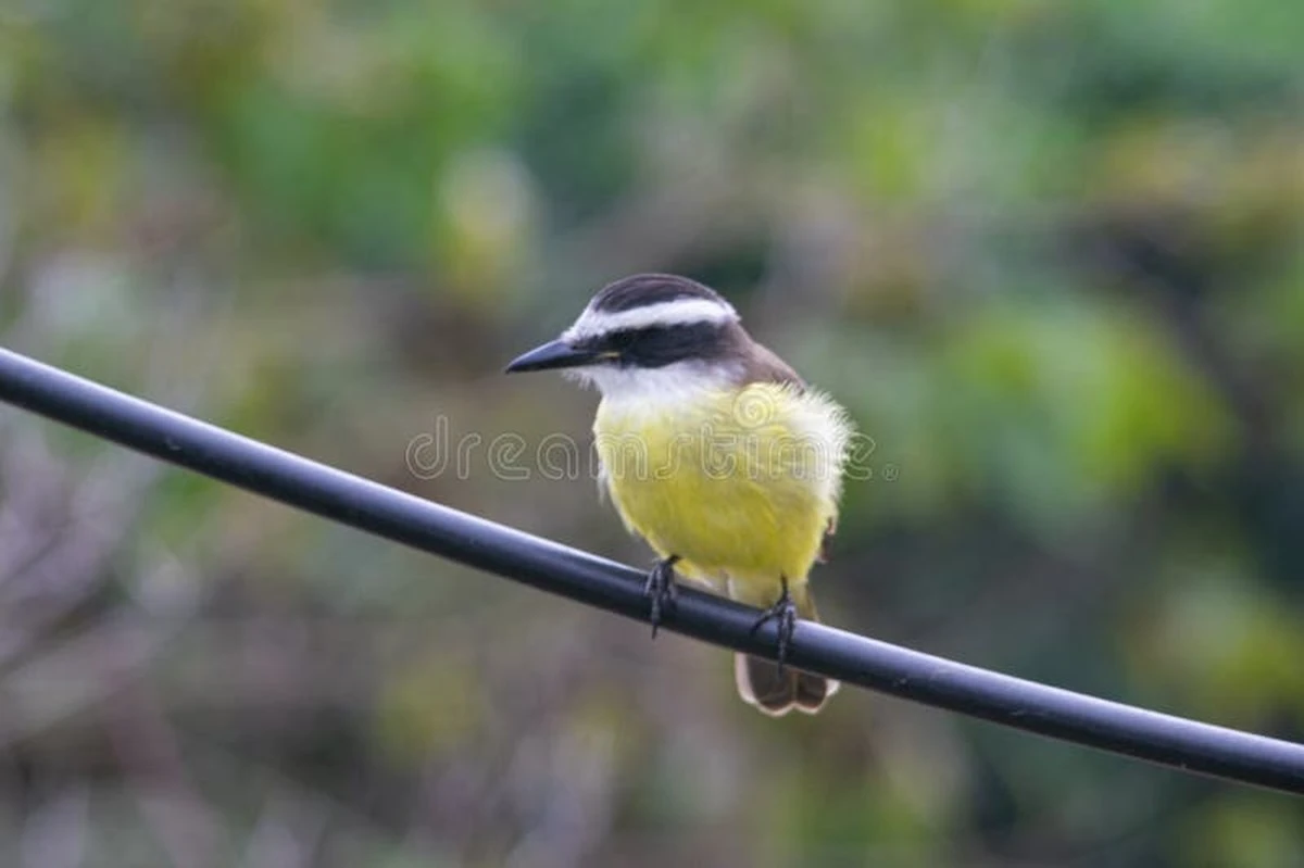 Proč zkušení pěstitelé lákají na zahradu „ptáka budíka“ se žlutou náprsní - image 1