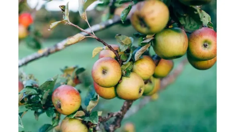 Proč zkušení sadaři vždy dělají do kůry zářez ve tvaru písmene T