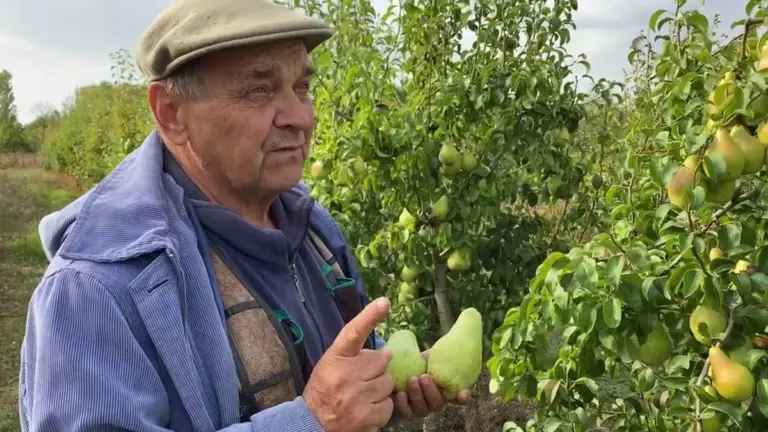 Proč zkušení sadaři sypou močovinu k hrušním už v březnu