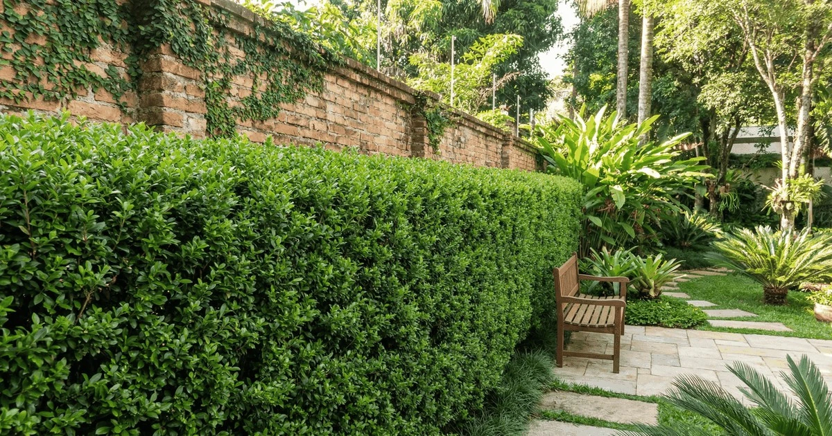 Proč zkušení zahradníci sází tento keř místo thují