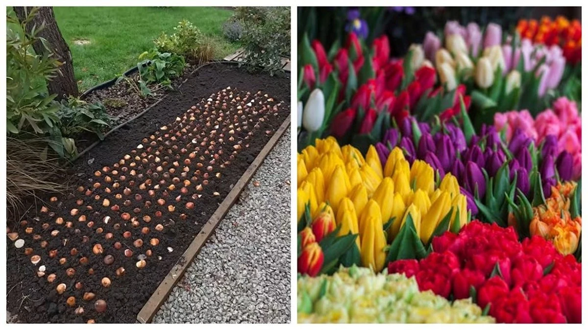 Proč zkušení zahradníci sázejí cibule tulipánů hned vedle sebe