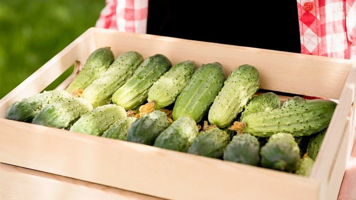 Proč zkušení zahrádkáři sypou v květnu do kbelíku s vodou balíček droždí