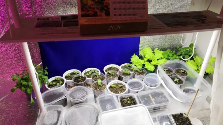 Proč zkušení zahradníci staví za sazenice na parapetu obyčejný alobal