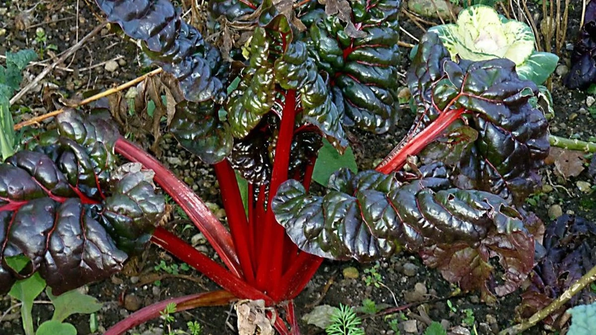 Proč zkušení zahrádkáři sázejí salát do nejtmavšího kouta zahrady