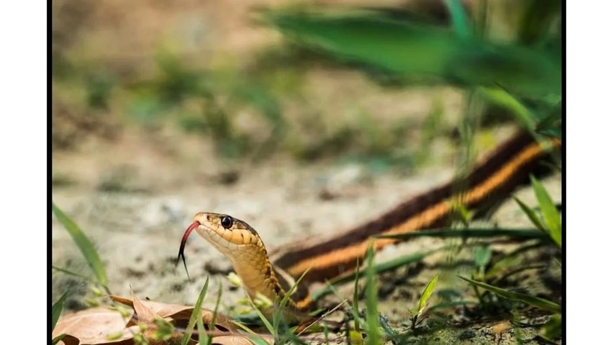 Proč zkušení zahradníci sázejí aksamitníky podél celého plotu