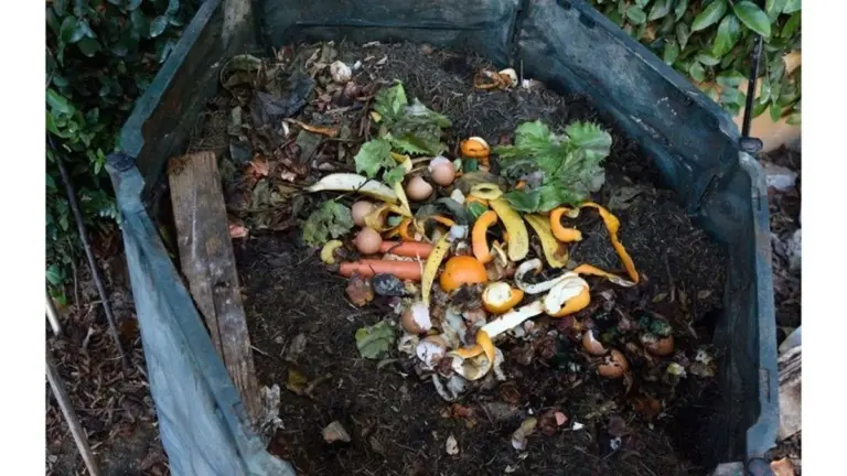 Proč zkušení zahrádkáři sypou spařenou pohanku do kompostu