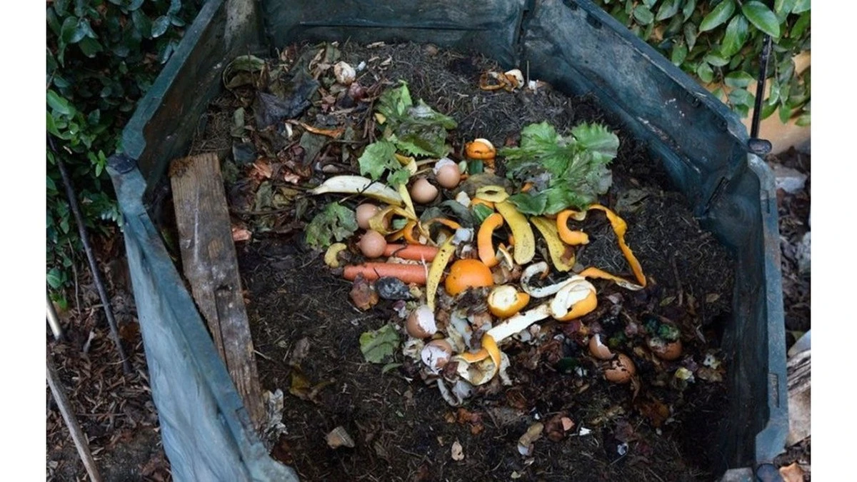 Proč zkušení zahrádkáři sypou spařenou pohanku do kompostu