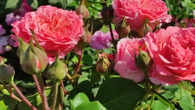 Proč zkušení zahradníci nechávají zelené listy na růžích i přes zimu