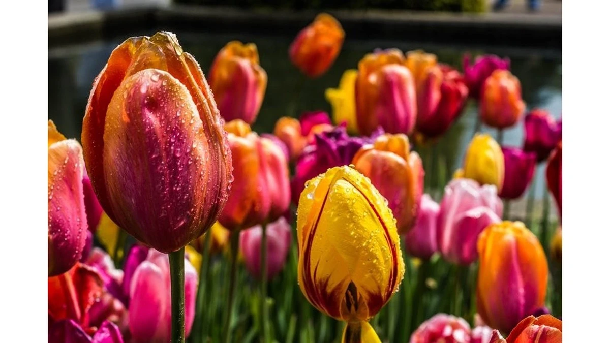 Proč zkušení zahradníci sypou do tulipánů draslík ve třech vlnách
