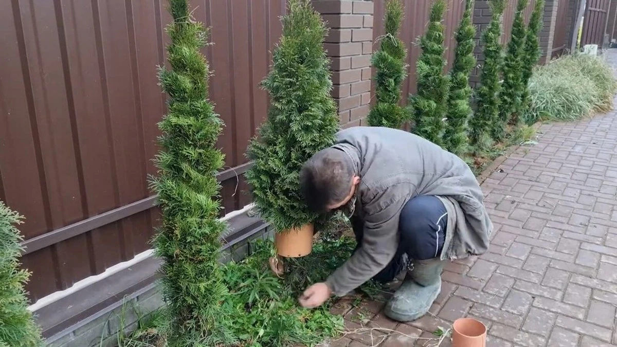 Proč zkušení zahrádkáři nikdy nesází lilie těsně k tújím
