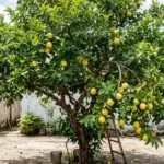 Proč zkušení zahrádkáři vždy sázejí kvajávu blízko terasy