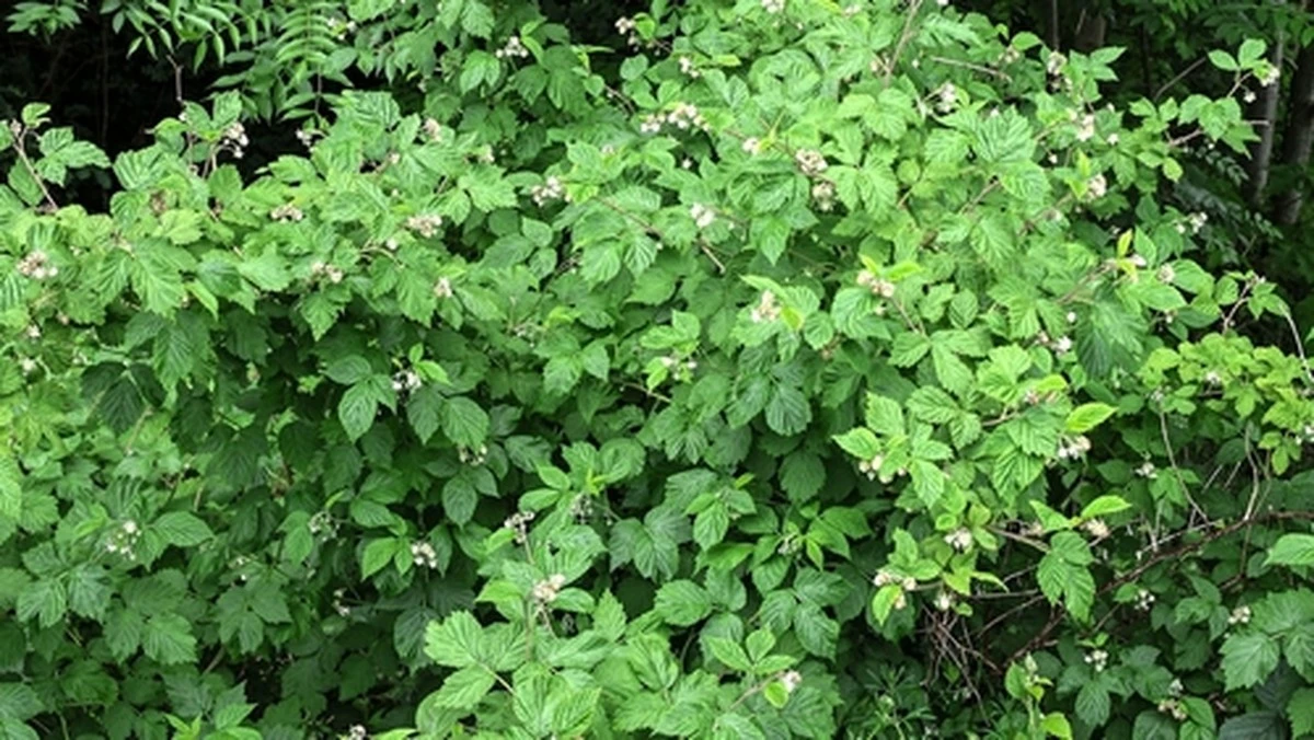 Proč zkušení zahrádkáři nikdy nevyhazují ostružiny: Tajemství skryté v jejich barvě