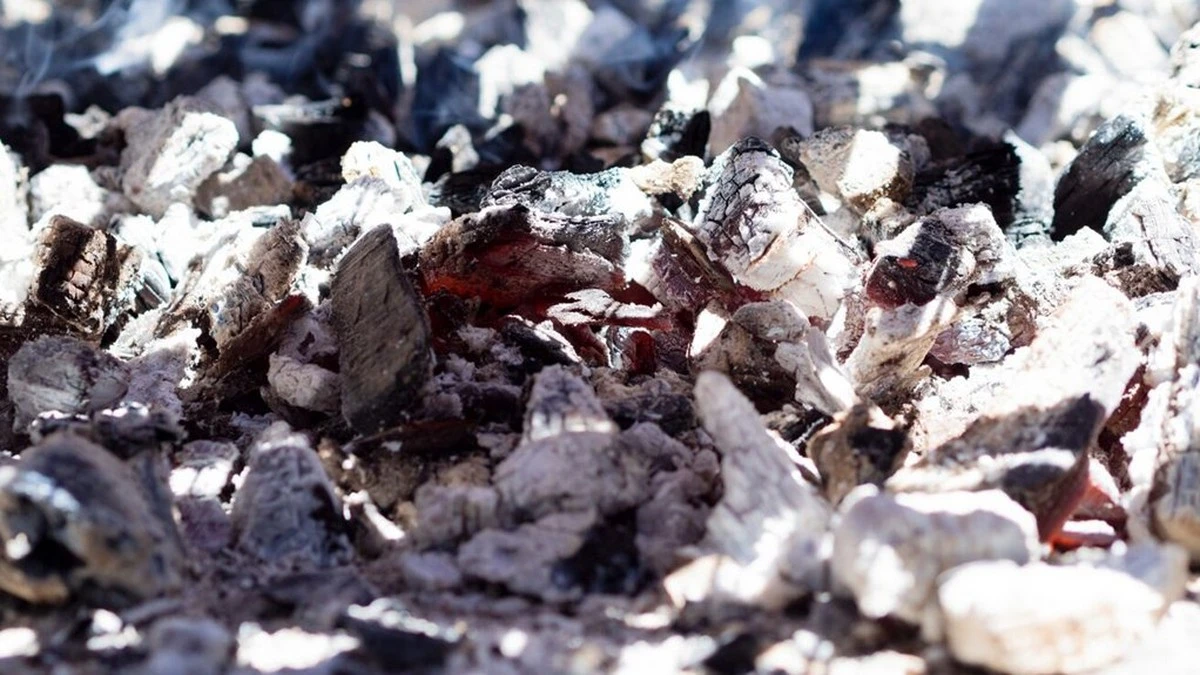 Proč zkušení zahrádkáři nikdy nesypou dřevěný popel k borůvkám