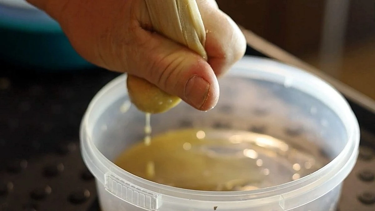 Proč zkušení zahrádkáři dávají listy aloe do lednice před setím rajčat