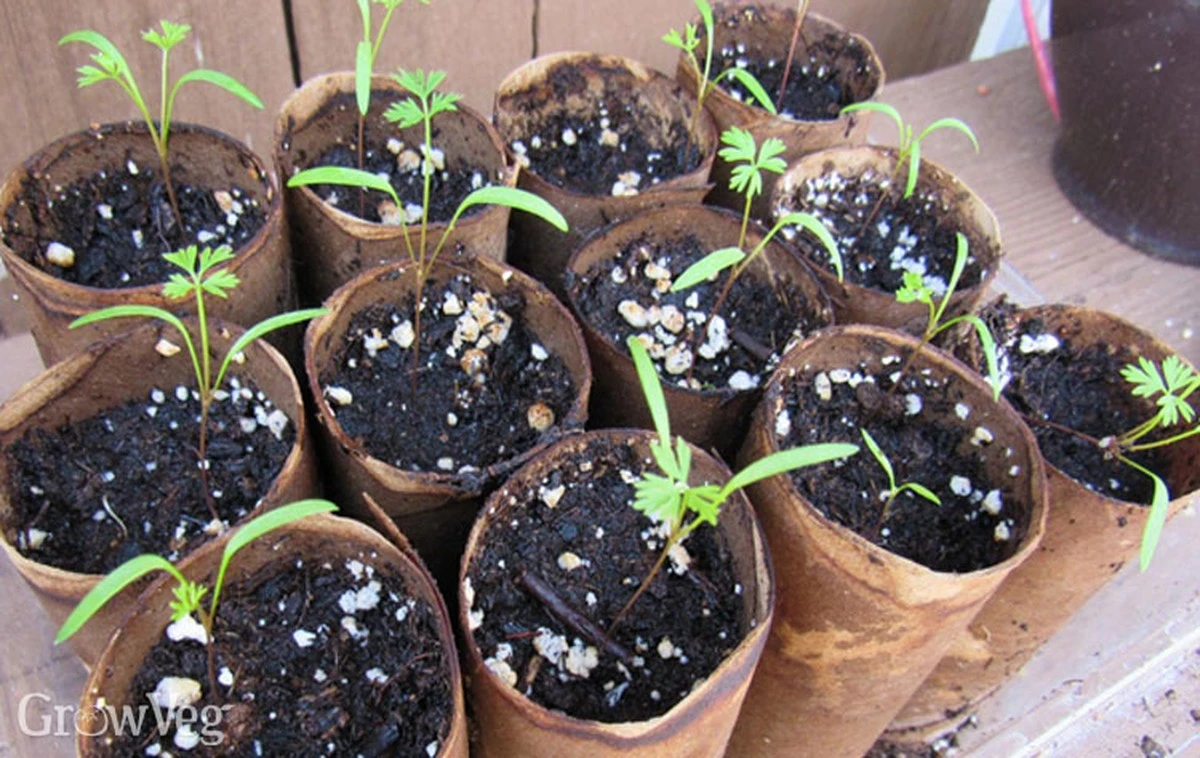 Proč zkušení zahrádkáři dávají na záhony toaletní papír - image 1